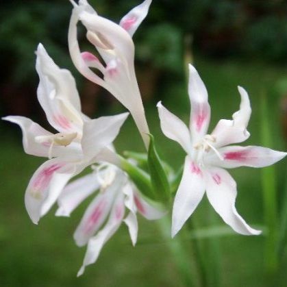 Gladiolus undulatus - Painted Ladies, Painted Lady; Rooibontpypie, Vleipypie - 5 Seed Pack - Image 2