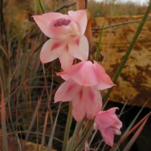 Gladiolus varius - 5 Seed Pack