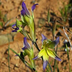 Gladiolus venustus - Kalkoentjie, Perskalkoentjie - 5 Seed Pack