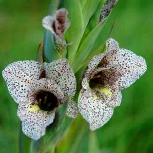 Gladiolus vinosomaculatus - 5 Seed Pack