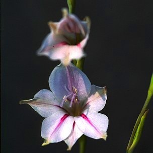 Gladiolus wilsonii - 5 Seed Pack - Image 2