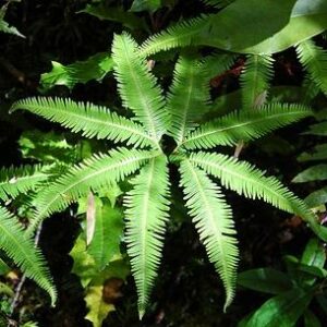 Gleichenia quadripartida - 20+ Spore Pack