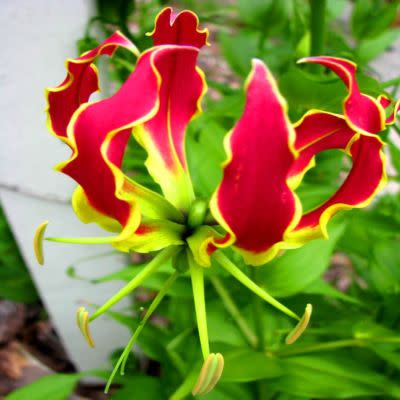 Gloriosa 'Chelsea' - 5 Seed Pack | Online Seed Store