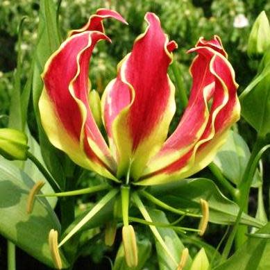Gloriosa superba - Flame Lily - 15 Seed Pack - Image 6