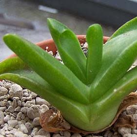 Glottiphyllum herrei - Tongue Plant - 10 Seed Pack