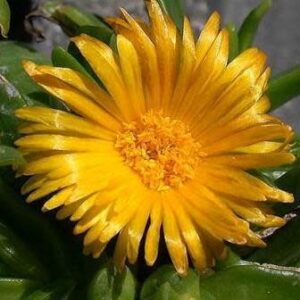 Glottiphyllum longum - Tongue Plant - 10 Seed Pack