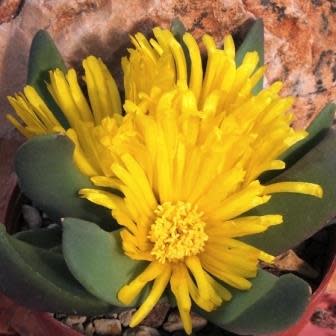 Glottiphyllum suave - Tongue Plant - 10 Seed Pack