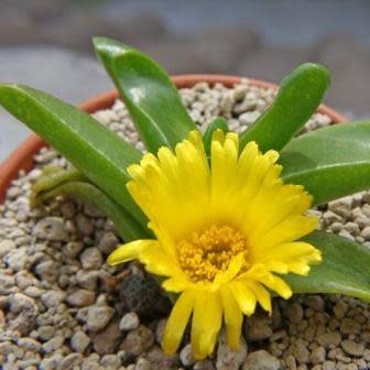 Glottiphyllum suave - Tongue Plant - 10 Seed Pack - Image 2