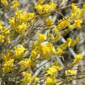 Gnidia polycephala (Lasiosiphon polycephalus) - Karoo Broom; Besembossie, Janewariebos, Perdebossie, Waaibossie - 5 Seed Pack