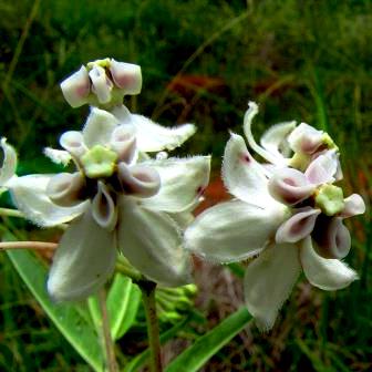 Gomphocarpus fruticosus (Asclepias fruiticosa) - Super Puffs, Milkweed, Wild Cotton - 5 Seed Pack