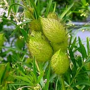 Gomphocarpus fruticosus (Asclepias fruiticosa) - Super Puffs, Milkweed, Wild Cotton - 5 Seed Pack - Image 2