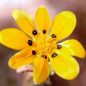 Gorteria personata - 5 Seed Pack