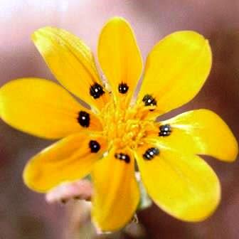 Gorteria personata - 5 Seed Pack