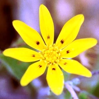Gorteria personata - 5 Seed Pack - Image 2