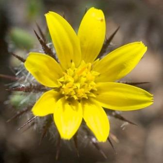 Gorteria personata - 5 Seed Pack - Image 3