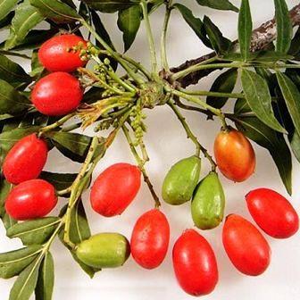 Harpephyllum afrum (Harpephyllum caffrum) - Wild Plum; Wildepruim - 5 Seed Pack