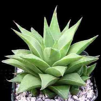 Haworthia angustifolia - 10 Seed Pack