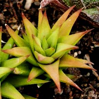 Haworthia angustifolia - 10 Seed Pack - Image 2