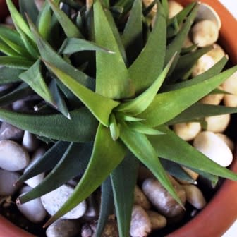 Haworthia angustifolia - 10 Seed Pack - Image 3
