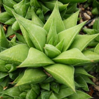 Haworthia angustifolia - 10 Seed Pack - Image 4
