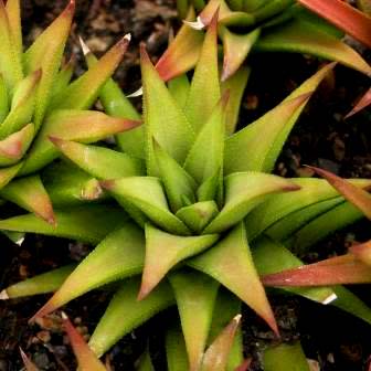 Haworthia angustifolia - 10 Seed Pack - Image 5