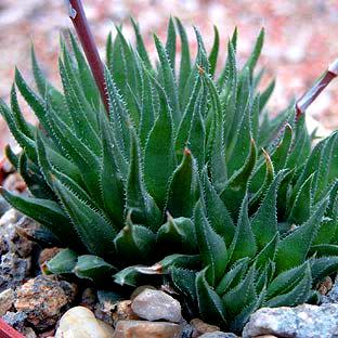 Haworthia angustifolia - 10 Seed Pack - Image 6