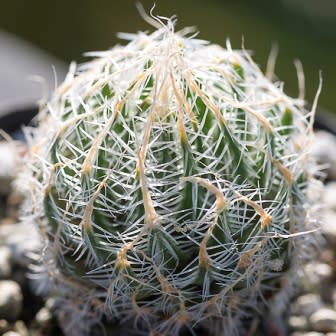 Haworthia arachnoidea var. setata - Spinnekopbolletjie - 5 Seed Pack - Image 4