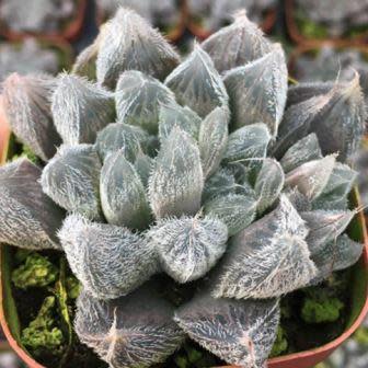 Haworthia cooperi var. venusta - 5 Seed Pack
