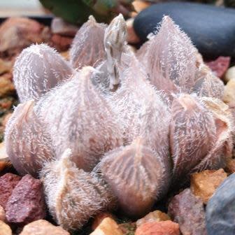 Haworthia cooperi var. venusta - 5 Seed Pack - Image 2
