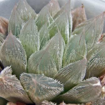 Haworthia cooperi var. venusta - 5 Seed Pack - Image 3