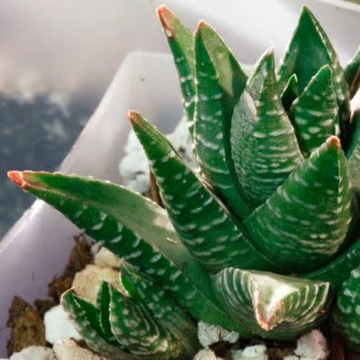 Haworthia fasciata - 10 Seed Pack - Image 2