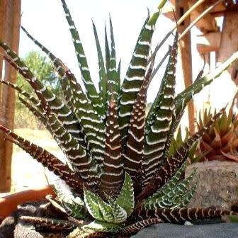 Haworthia fasciata - 10 Seed Pack - Image 3
