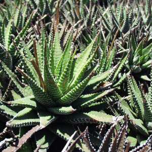 Haworthia fasciata - 10 Seed Pack - Image 4