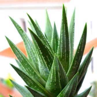 Haworthia glauca var. herrei - 10 Seed Pack
