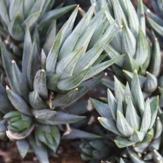 Haworthia glauca var. herrei - 10 Seed Pack - Image 2