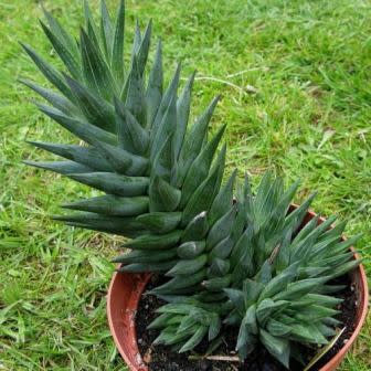Haworthia glauca var. herrei - 10 Seed Pack - Image 3