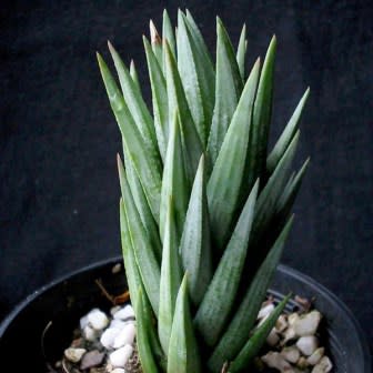 Haworthia glauca var. herrei - 10 Seed Pack - Image 4