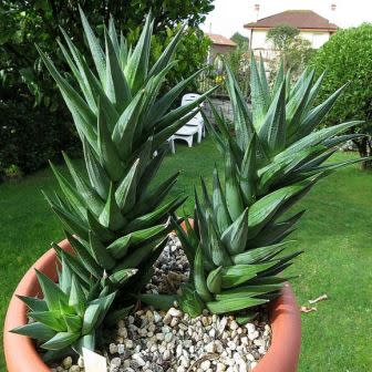 Haworthia glauca var. herrei - 10 Seed Pack - Image 5
