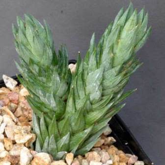 Haworthia glauca var. herrei - 10 Seed Pack - Image 6