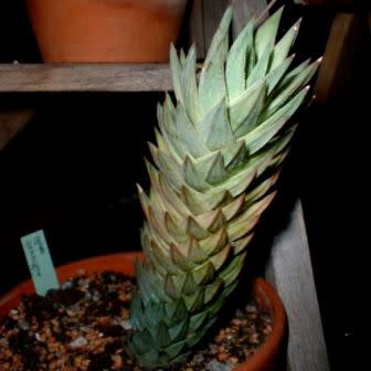 Haworthia glauca var. herrei - 10 Seed Pack - Image 7