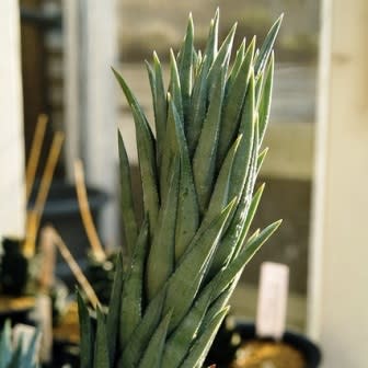 Haworthia glauca var. herrei - 10 Seed Pack - Image 8