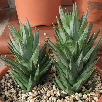 Haworthia glauca var. herrei - 10 Seed Pack - Image 9