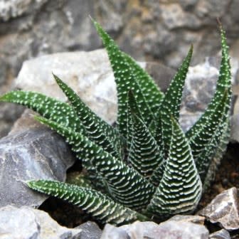 Haworthia minima - 10 Seed Pack