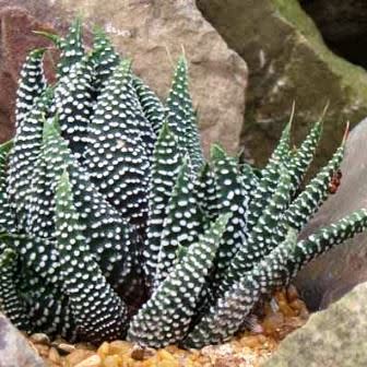 Haworthia minima - 10 Seed Pack - Image 2