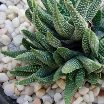 Haworthia minima - 10 Seed Pack - Image 3