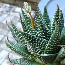 Haworthia minima - 10 Seed Pack - Image 4