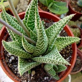 Haworthia minima - 10 Seed Pack - Image 5