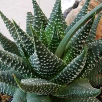 Haworthia minima - 10 Seed Pack - Image 6