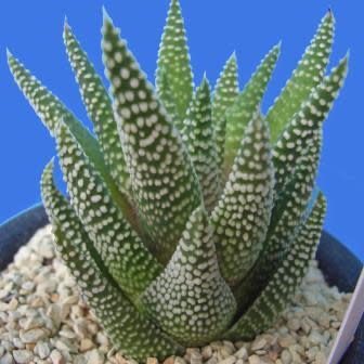 Haworthia minima - 10 Seed Pack - Image 7