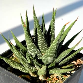 Haworthia minima - 10 Seed Pack - Image 8